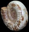 Wide Jurassic Ammonite Fossil - Madagascar #59602-3